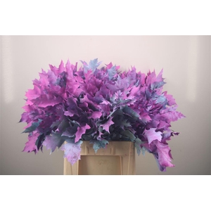 Quercus Rubra Fr Mermaid Spray