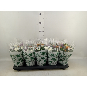 Chrysanthemum  'Da Vinci'  ...mix p