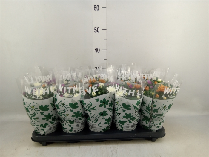 <h4>Chrysanthemum  'Da Vinci'  ...mix p</h4>