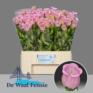 Campanula Pearl Pink Waal Fensie