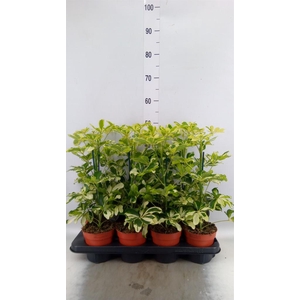 Schefflera arbor. 'Charlotte'