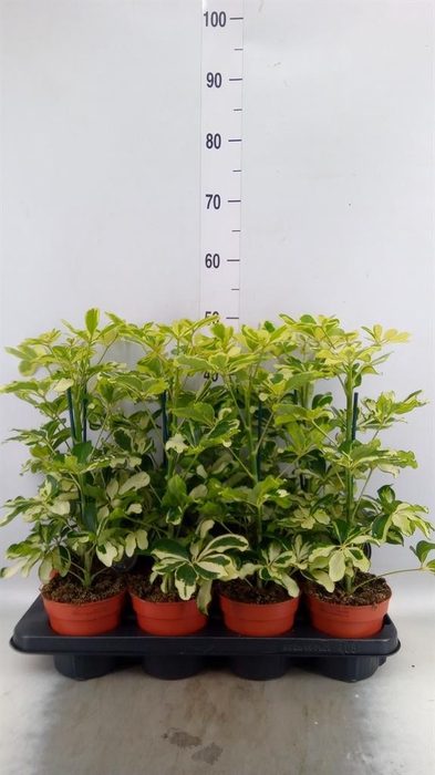 <h4>Schefflera arbor. 'Charlotte'</h4>