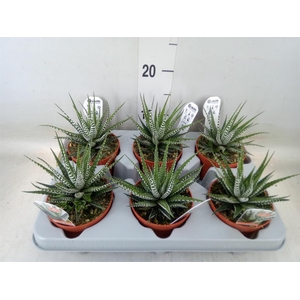 Haworthia fasciata 'Big Band'