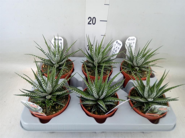 <h4>Haworthia fasciata 'Big Band'</h4>