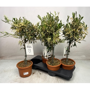 OLEA EUROPAEA