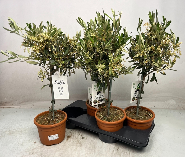 <h4>OLEA EUROPAEA</h4>