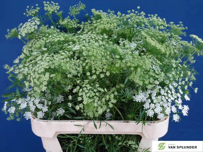 <h4>AMMI MAJUS</h4>