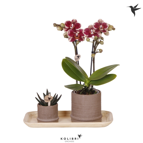 <h4>Kolibri Green up your home Gift Set small Culture Cocktail</h4>