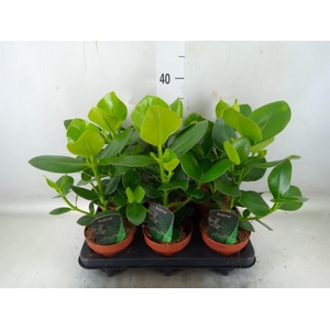 Clusia rosea 'Princess'