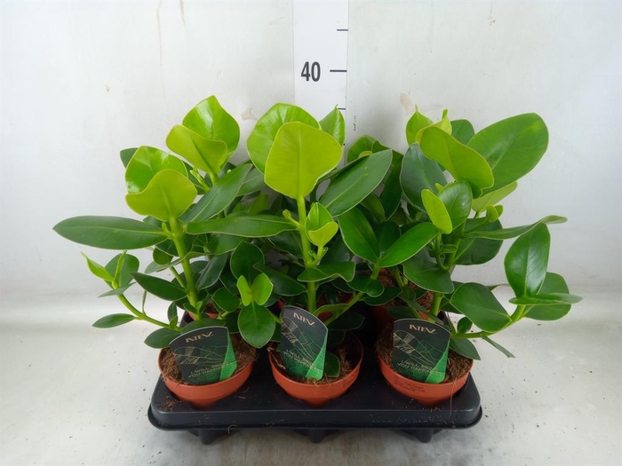 <h4>Clusia rosea 'Princess'</h4>