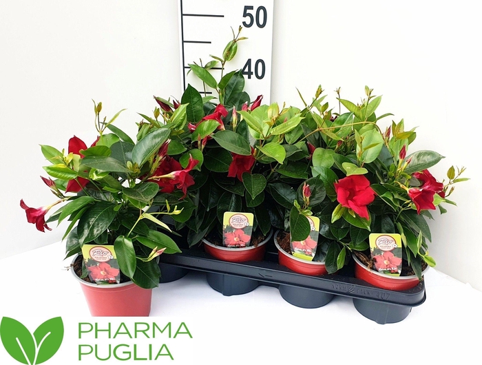 <h4>MANDE RIO GRANDE RED</h4>