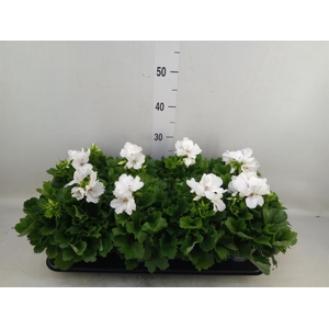 Pelargonium gran.   ..