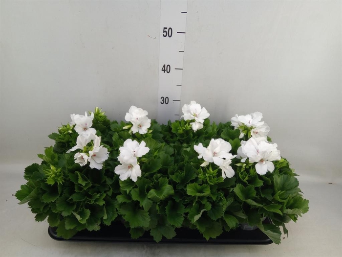 <h4>Pelargonium gran.   ..</h4>