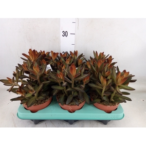 Kalanchoe NF tomentosa