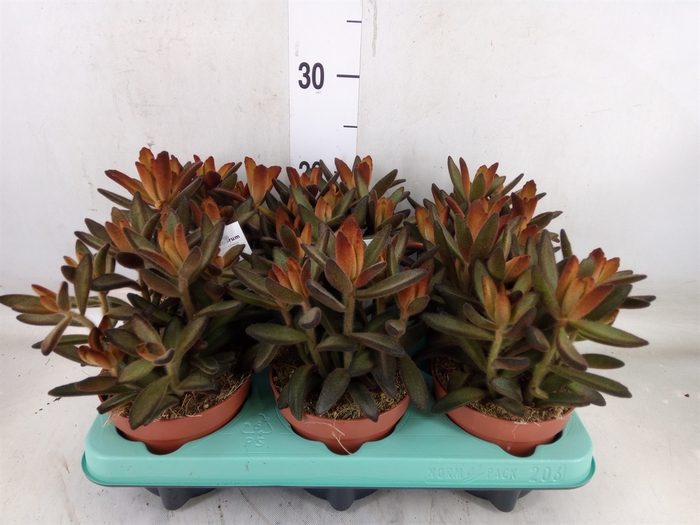 <h4>Kalanchoe NF tomentosa</h4>