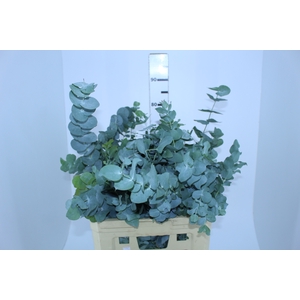 FOLHAGEM EUCAFLOR