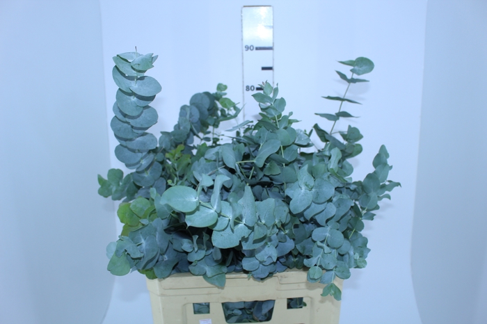 FOLHAGEM EUCAFLOR