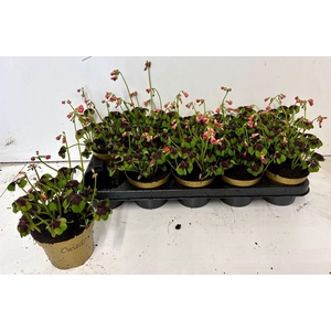 Oxalis deppei