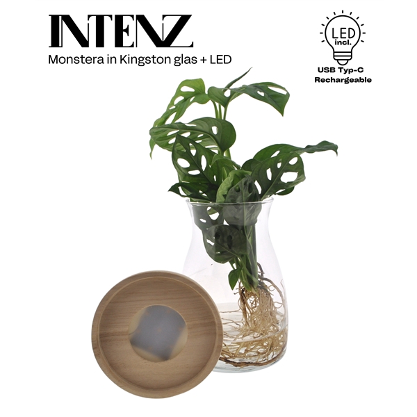 <h4>Monstera obliqua ('Leichtlinii')</h4>