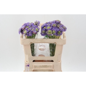 Scab At Lavend Scoop