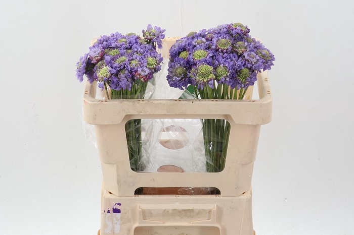 <h4>Scab At Lavend Scoop</h4>