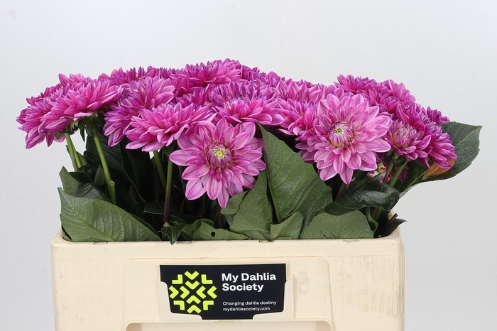<h4>Dahlia Annamarie</h4>