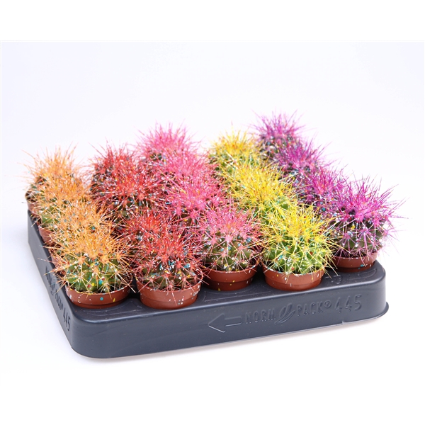 <h4>Grusonii rainbow sprinkle mix</h4>