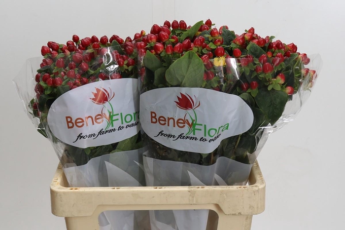 Hypericum Magical Triumph