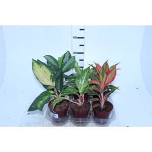 AGLAONEMA VARIADA P12