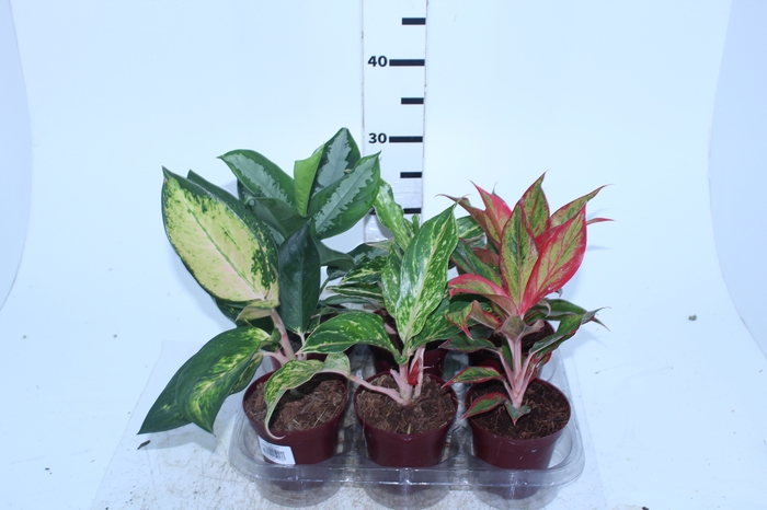 AGLAONEMA VARIADA P12