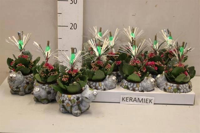 <h4>ARR KALANCHOE</h4>