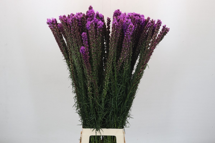 <h4>Liatris Spicata</h4>