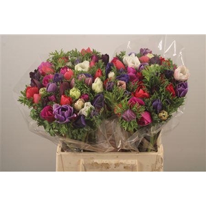 Anemone Mistral Mix