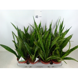 Sansevieria zeylanica 'Greenline'