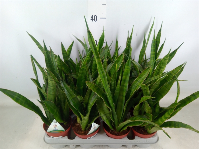 <h4>Sansevieria zeylanica 'Greenline'</h4>