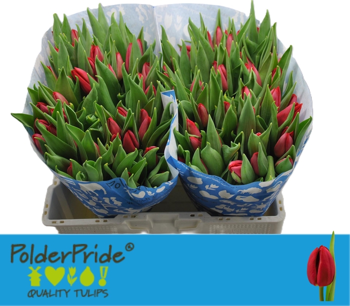 <h4>TU EN FIRST STAR</h4>