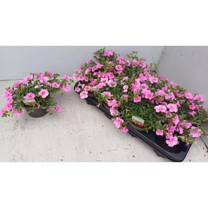 CALIB CA LIGHT PINK