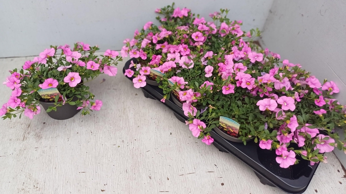 <h4>CALIB CA LIGHT PINK</h4>