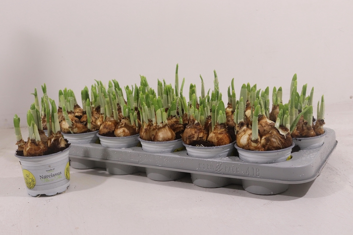 <h4>NARC O TETE A TETE</h4>