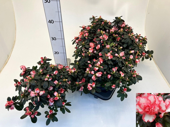 <h4>RHODO SI OV</h4>