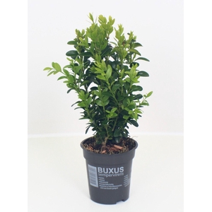 Buxus sempervirens P9