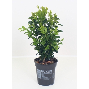 Buxus Sempervirens