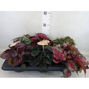 Begonia BD rex   ...mix