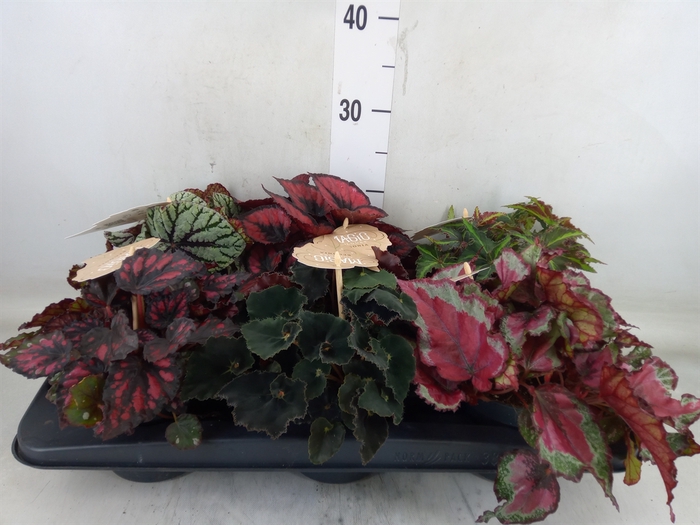 <h4>Begonia BD rex   ...mix</h4>