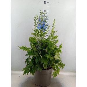 Delphinium   ...