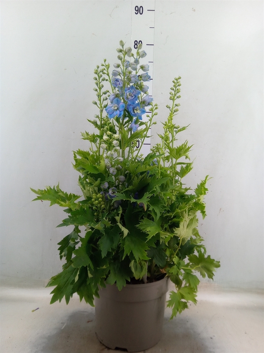 <h4>Delphinium   ...</h4>