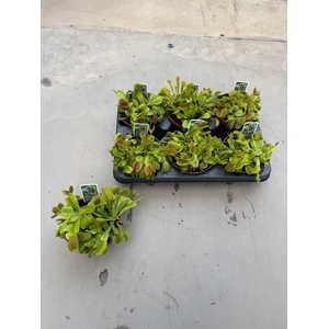 DIONAEA MUSCIPULA