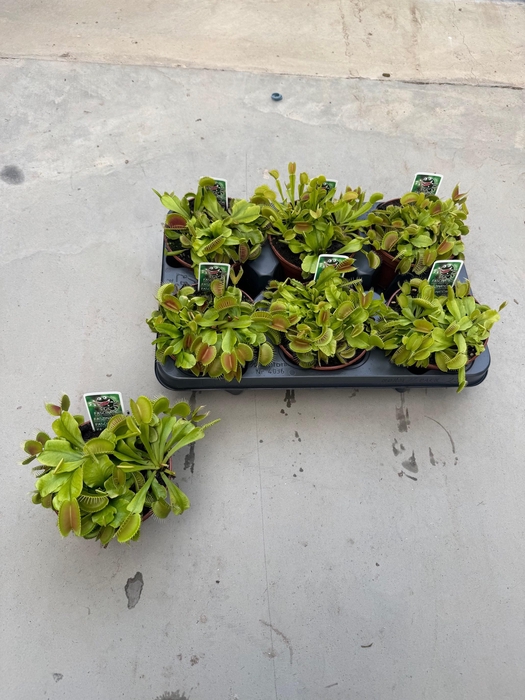 <h4>DIONAEA MUSCIPULA</h4>