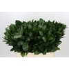 Ruscus aculeatus   ...groot blad