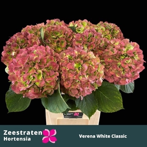 HYDR M CH WHI VER CL